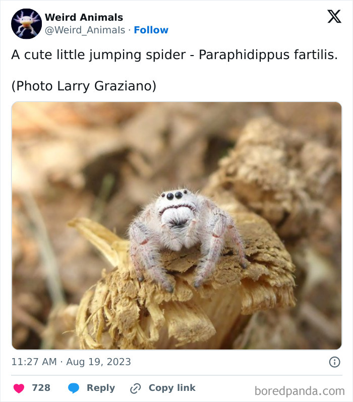 Wait Till You See These Crazy Creatures You've Never Heard Of!
