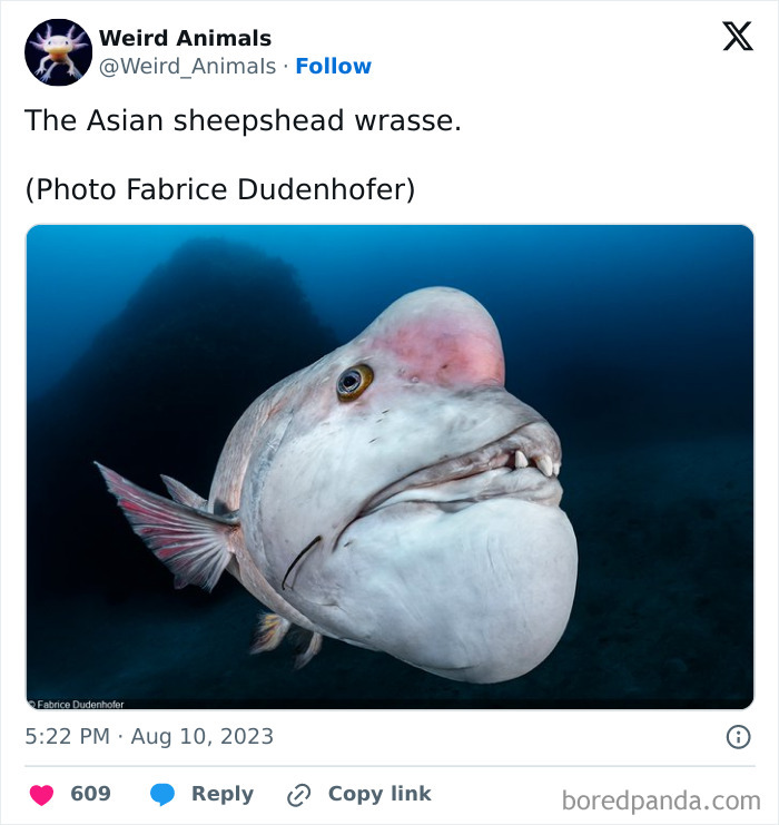 Wait Till You See These Crazy Creatures You've Never Heard Of!