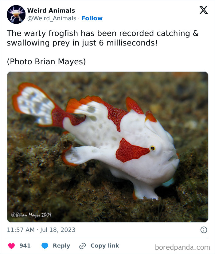 Wait Till You See These Crazy Creatures You've Never Heard Of!
