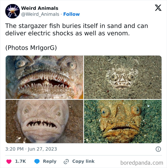 Wait Till You See These Crazy Creatures You've Never Heard Of!