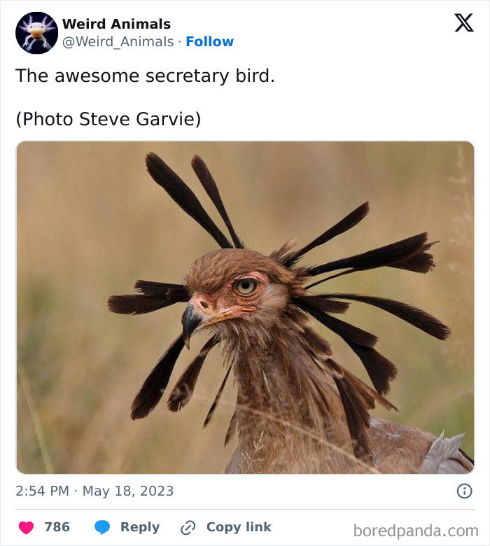 Wait Till You See These Crazy Creatures You've Never Heard Of!