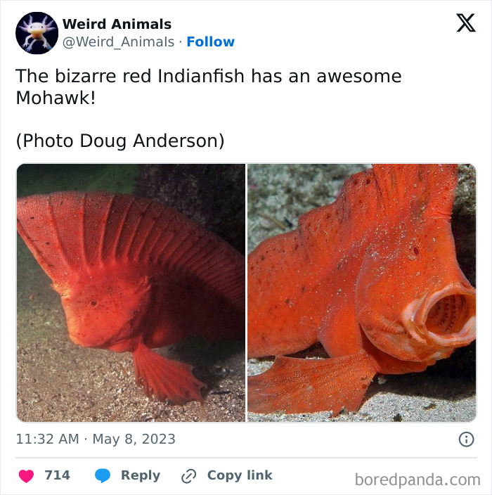 Wait Till You See These Crazy Creatures You've Never Heard Of!