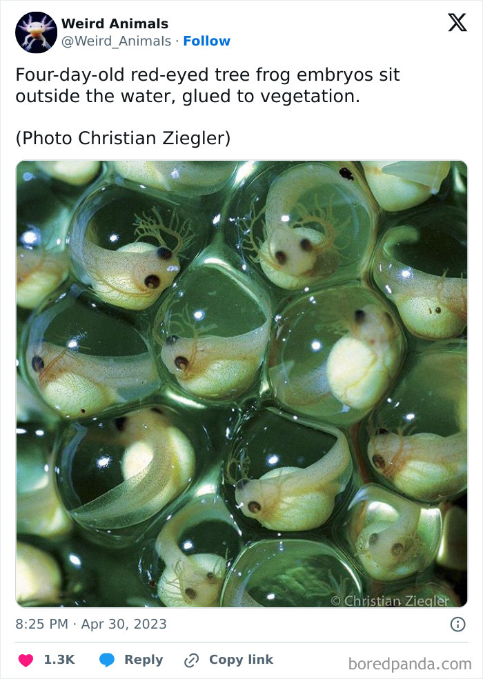 Wait Till You See These Crazy Creatures You've Never Heard Of!