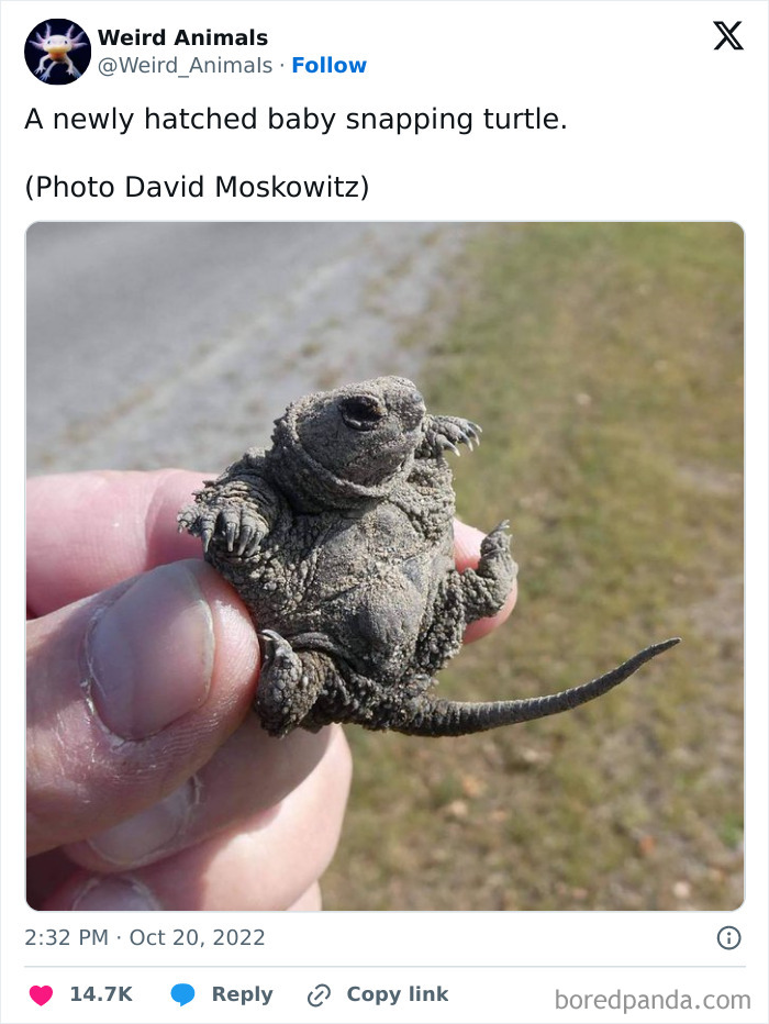 Wait Till You See These Crazy Creatures You've Never Heard Of!