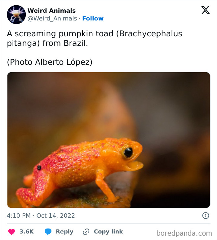 Wait Till You See These Crazy Creatures You've Never Heard Of!