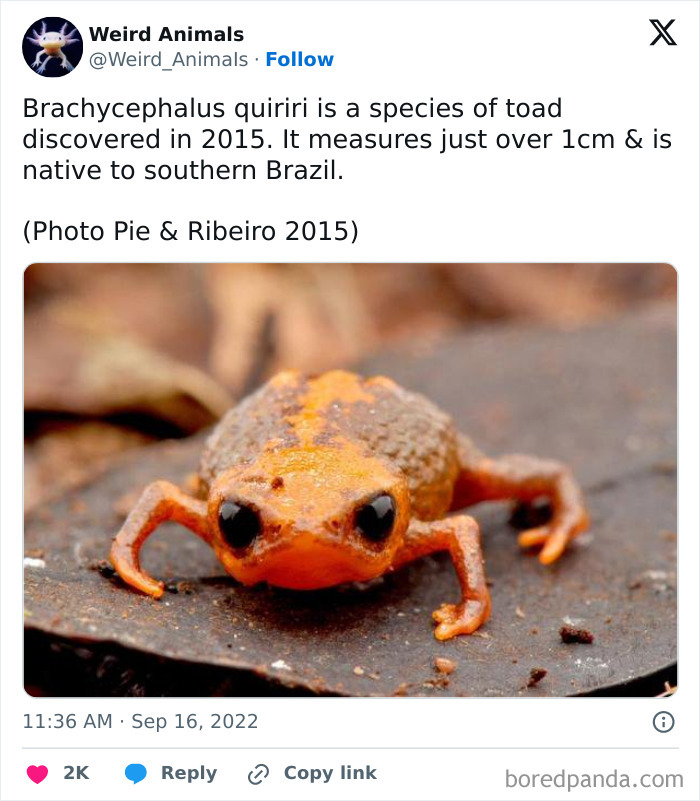 Wait Till You See These Crazy Creatures You've Never Heard Of!