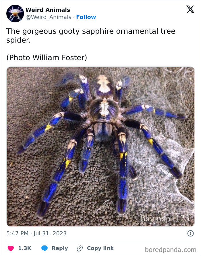 Wait Till You See These Crazy Creatures You've Never Heard Of!