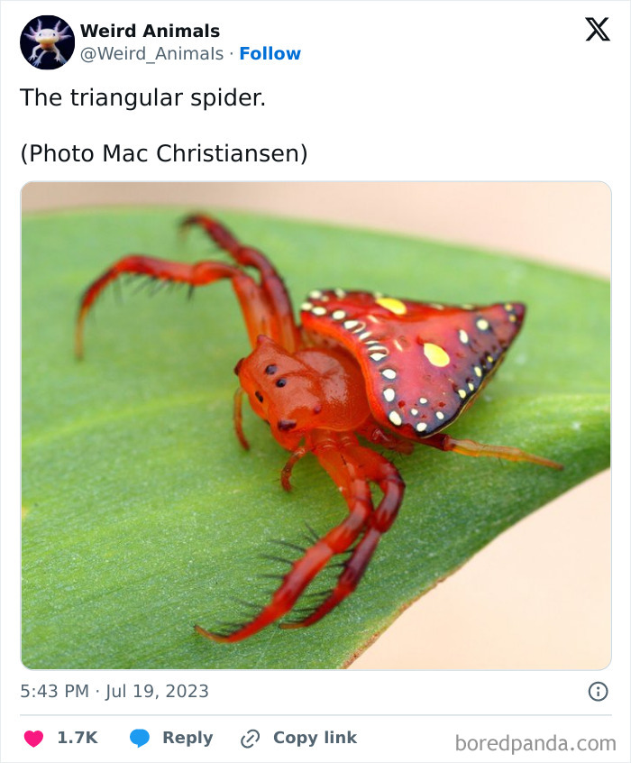 Wait Till You See These Crazy Creatures You've Never Heard Of!