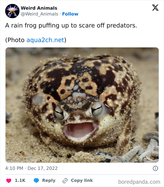 Wait Till You See These Crazy Creatures You've Never Heard Of!