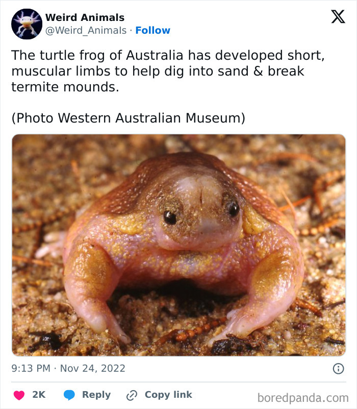 Wait Till You See These Crazy Creatures You've Never Heard Of!