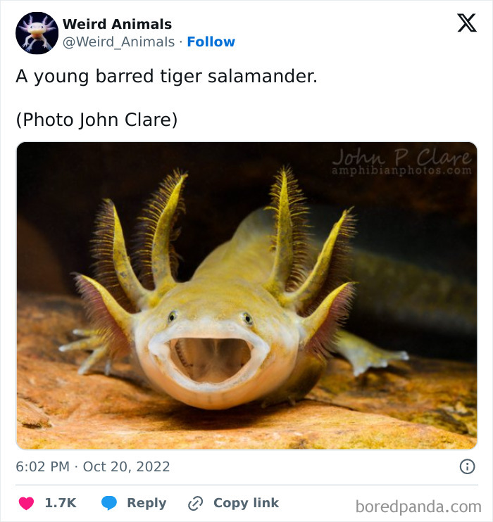 Wait Till You See These Crazy Creatures You've Never Heard Of!