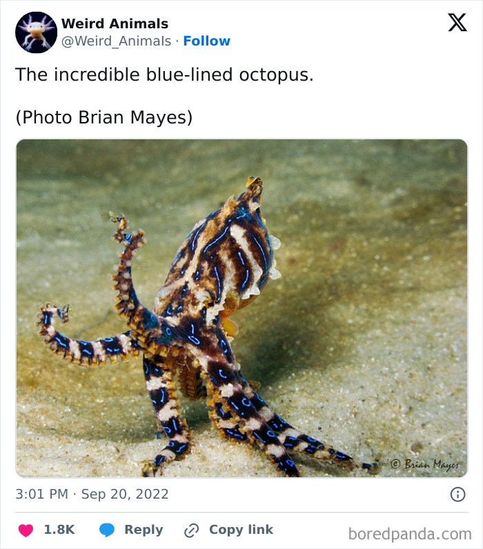 Wait Till You See These Crazy Creatures You've Never Heard Of!