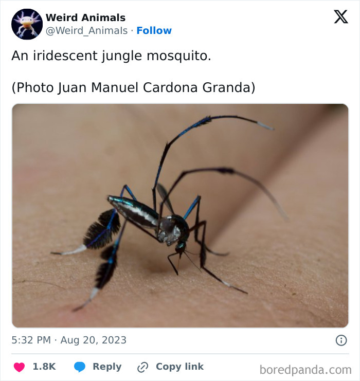 Wait Till You See These Crazy Creatures You've Never Heard Of!