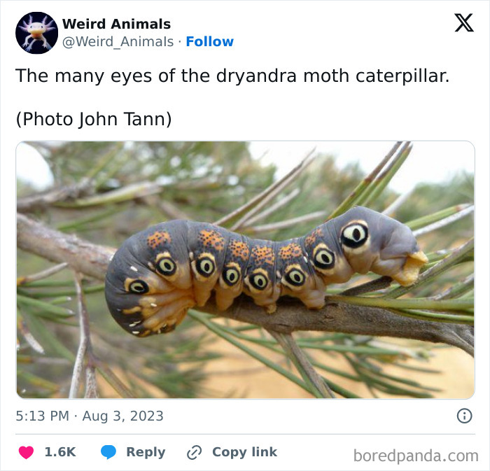 Wait Till You See These Crazy Creatures You've Never Heard Of!