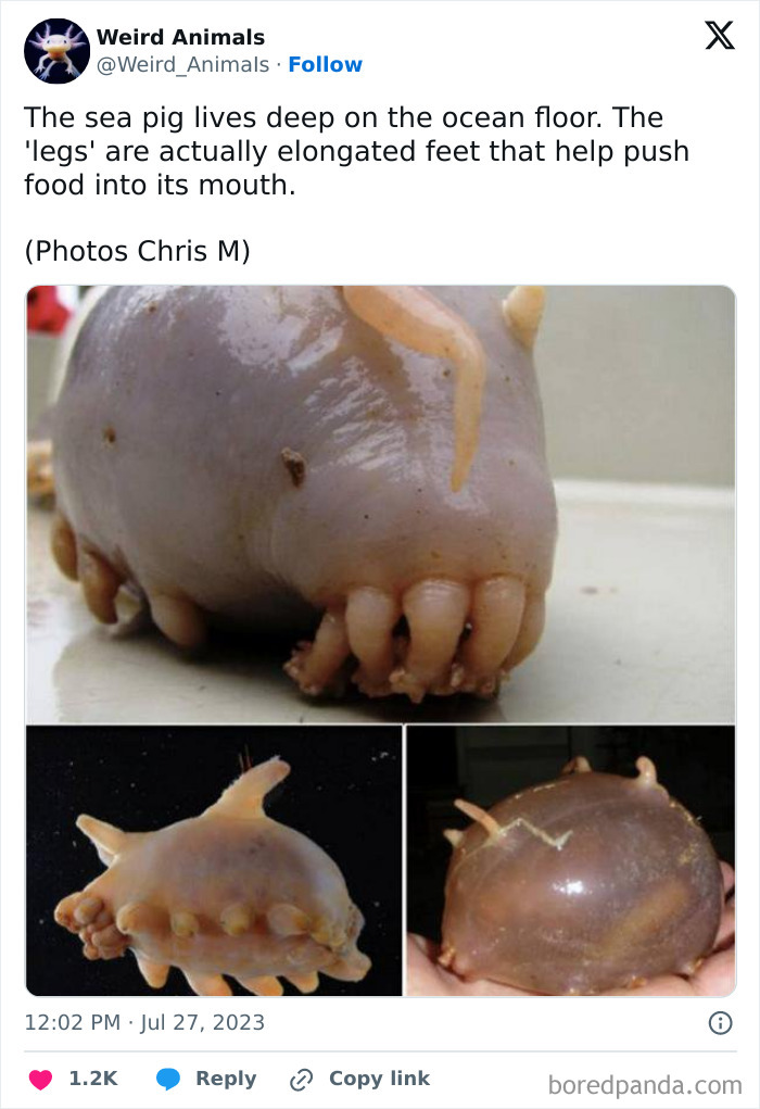 Wait Till You See These Crazy Creatures You've Never Heard Of!