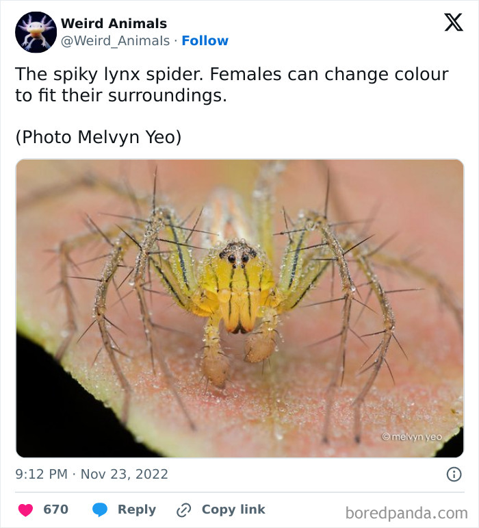 Wait Till You See These Crazy Creatures You've Never Heard Of!