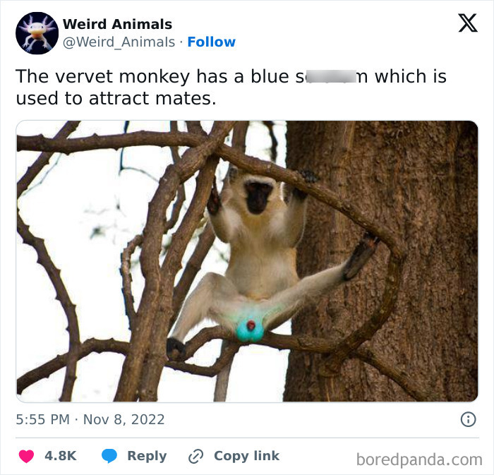 Wait Till You See These Crazy Creatures You've Never Heard Of!