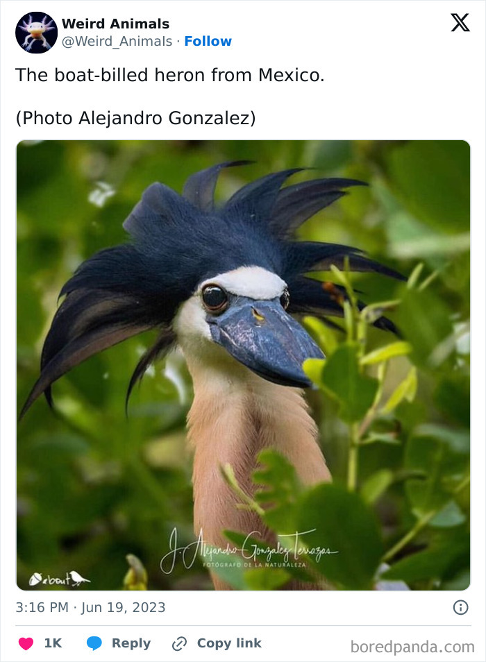 Wait Till You See These Crazy Creatures You've Never Heard Of!