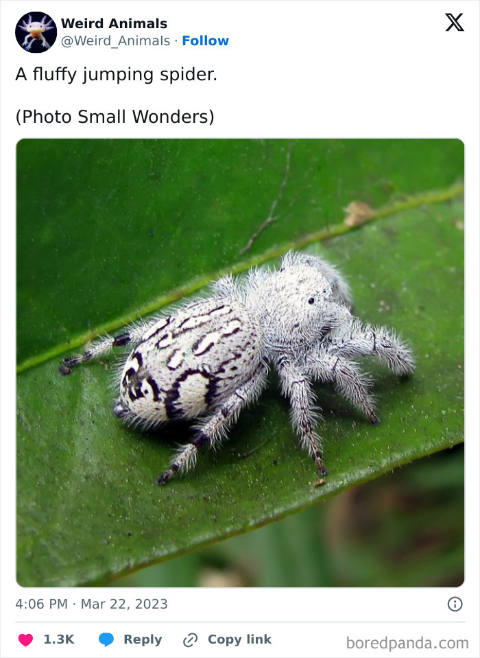 Wait Till You See These Crazy Creatures You've Never Heard Of!