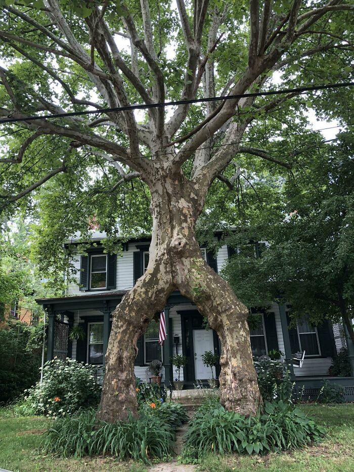Reddit Taught Me This Old-School Newlywed Tree Tradition, And Then I Saw It In Real Life!