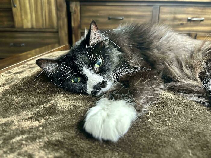 Old Cat With a Million Health Issues Licked His Plate Clean, and It’s the Best News Ever
