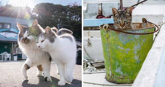 Wait, They Actually Took These? 40 Street Cats Posing Like They Own Japan