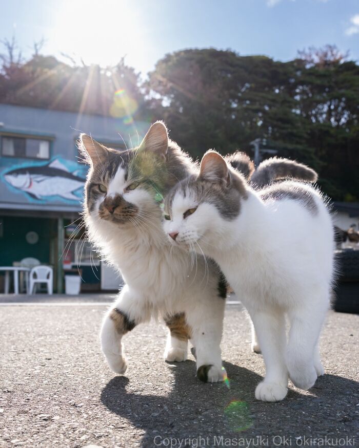 Wait, They Actually Took These? 40 Street Cats Posing Like They Own Japan