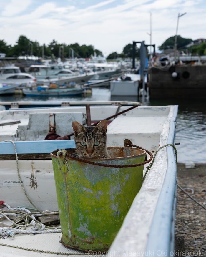 Wait, They Actually Took These? 40 Street Cats Posing Like They Own Japan