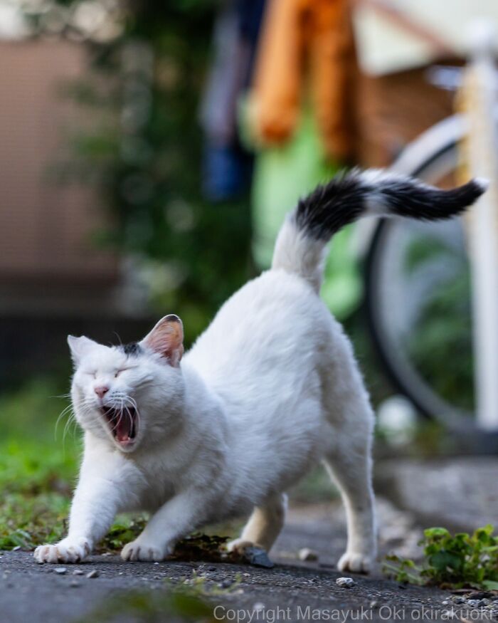 Wait, They Actually Took These? 40 Street Cats Posing Like They Own Japan
