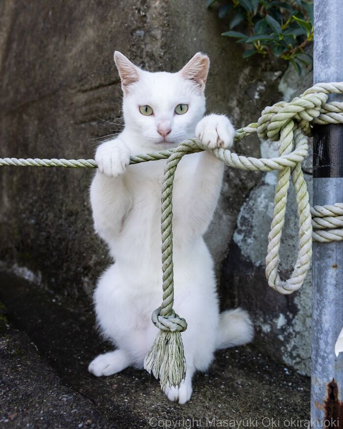 Wait, They Actually Took These? 40 Street Cats Posing Like They Own Japan