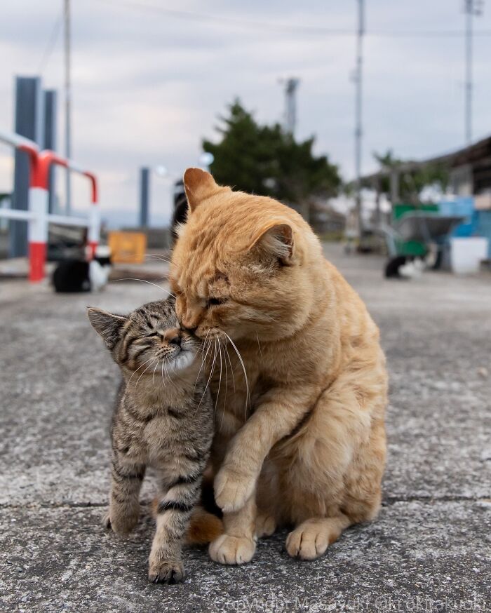 Wait, They Actually Took These? 40 Street Cats Posing Like They Own Japan