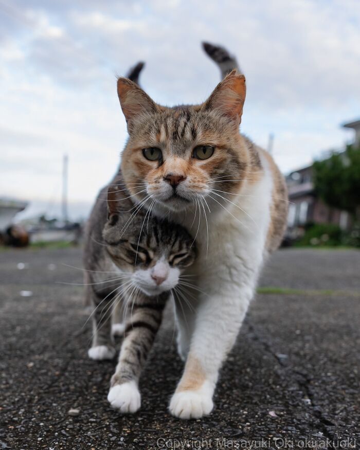 Wait, They Actually Took These? 40 Street Cats Posing Like They Own Japan