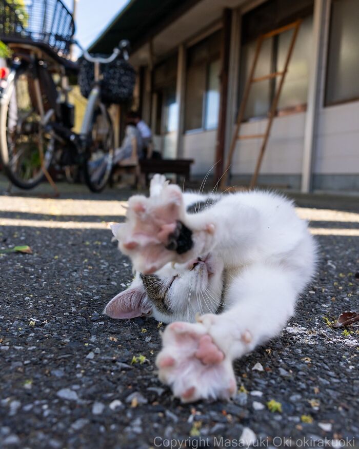 Wait, They Actually Took These? 40 Street Cats Posing Like They Own Japan