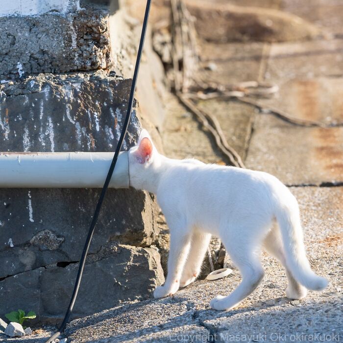Wait, They Actually Took These? 40 Street Cats Posing Like They Own Japan