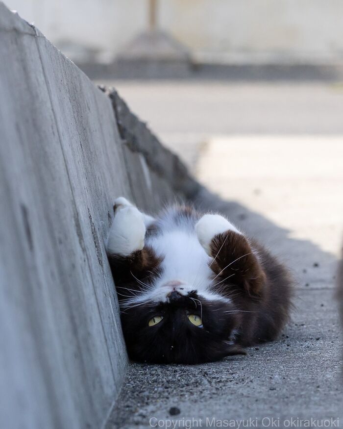 Wait, They Actually Took These? 40 Street Cats Posing Like They Own Japan