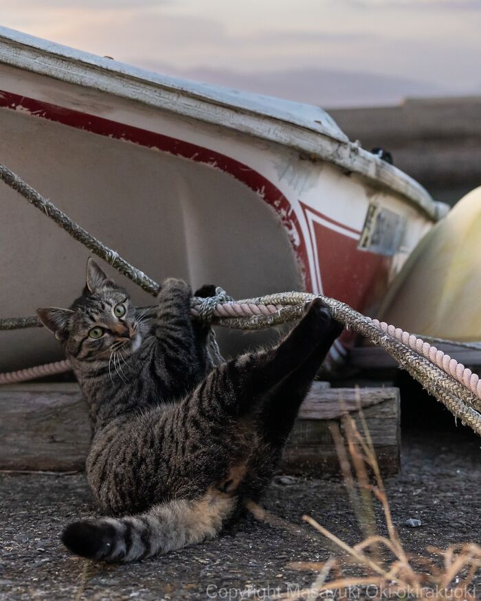 Wait, They Actually Took These? 40 Street Cats Posing Like They Own Japan