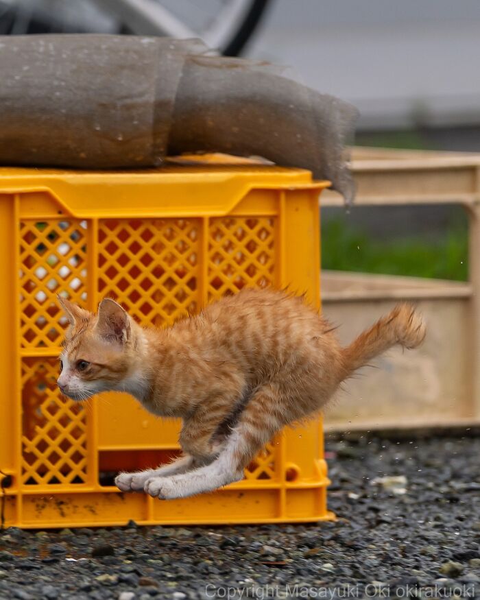 Wait, They Actually Took These? 40 Street Cats Posing Like They Own Japan