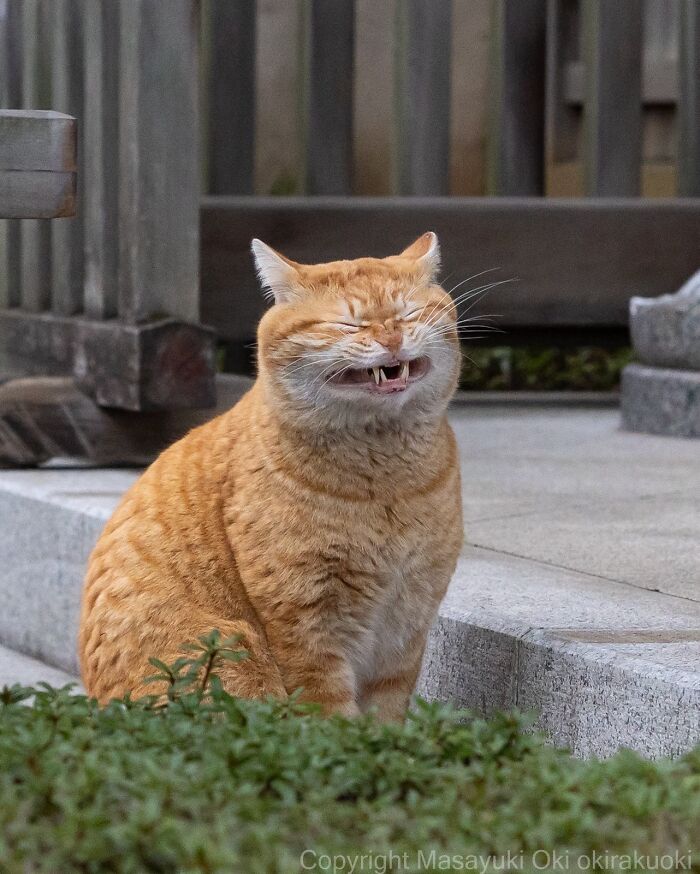 Wait, They Actually Took These? 40 Street Cats Posing Like They Own Japan