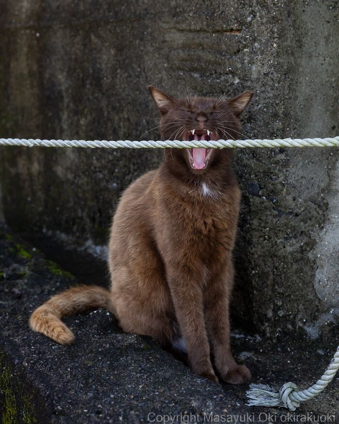 Wait, They Actually Took These? 40 Street Cats Posing Like They Own Japan