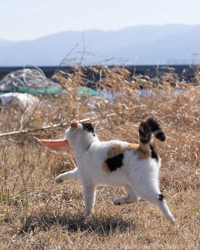 Wait, They Actually Took These? 40 Street Cats Posing Like They Own Japan