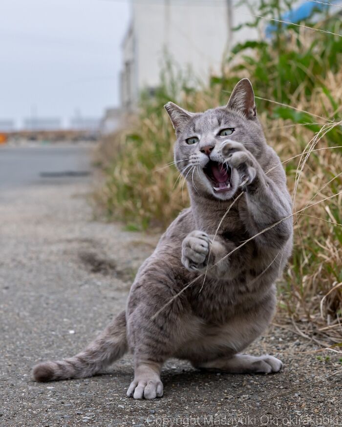 Wait, They Actually Took These? 40 Street Cats Posing Like They Own Japan