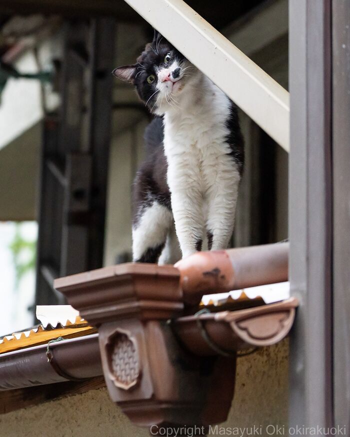 Wait, They Actually Took These? 40 Street Cats Posing Like They Own Japan