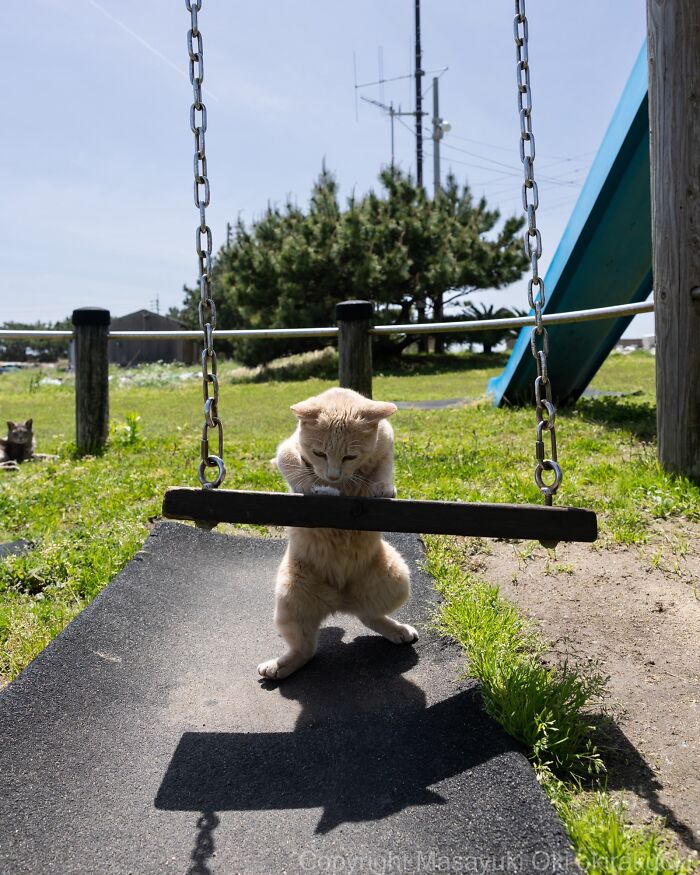 Wait, They Actually Took These? 40 Street Cats Posing Like They Own Japan