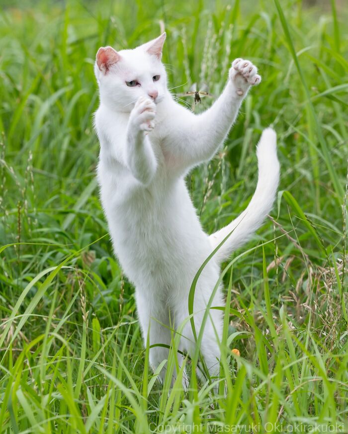 Wait, They Actually Took These? 40 Street Cats Posing Like They Own Japan
