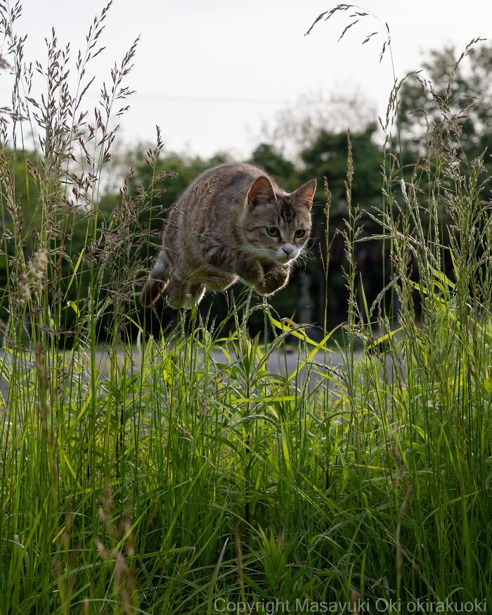 Wait, They Actually Took These? 40 Street Cats Posing Like They Own Japan