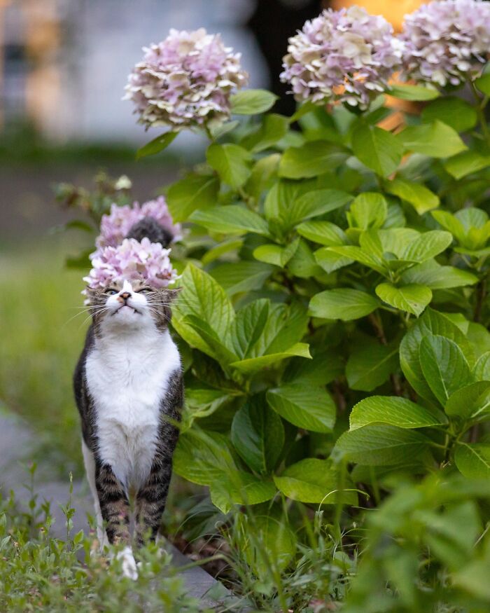 Wait, They Actually Took These? 40 Street Cats Posing Like They Own Japan