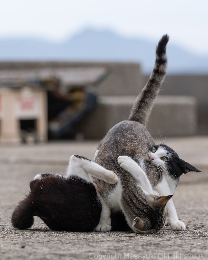 Wait, They Actually Took These? 40 Street Cats Posing Like They Own Japan