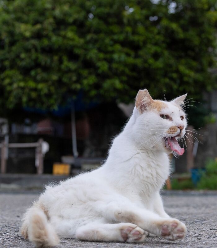 Wait, They Actually Took These? 40 Street Cats Posing Like They Own Japan