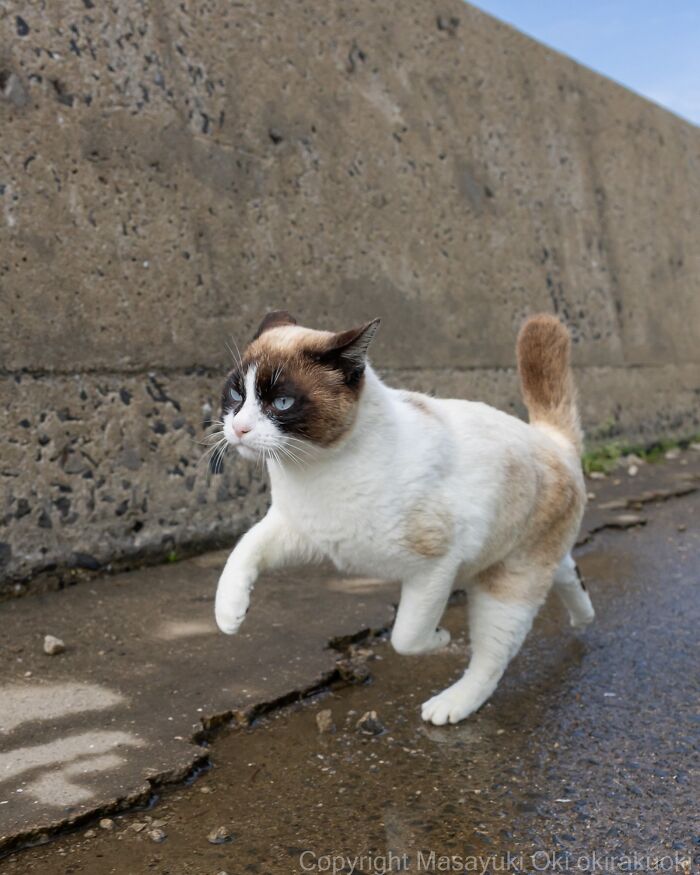 Wait, They Actually Took These? 40 Street Cats Posing Like They Own Japan