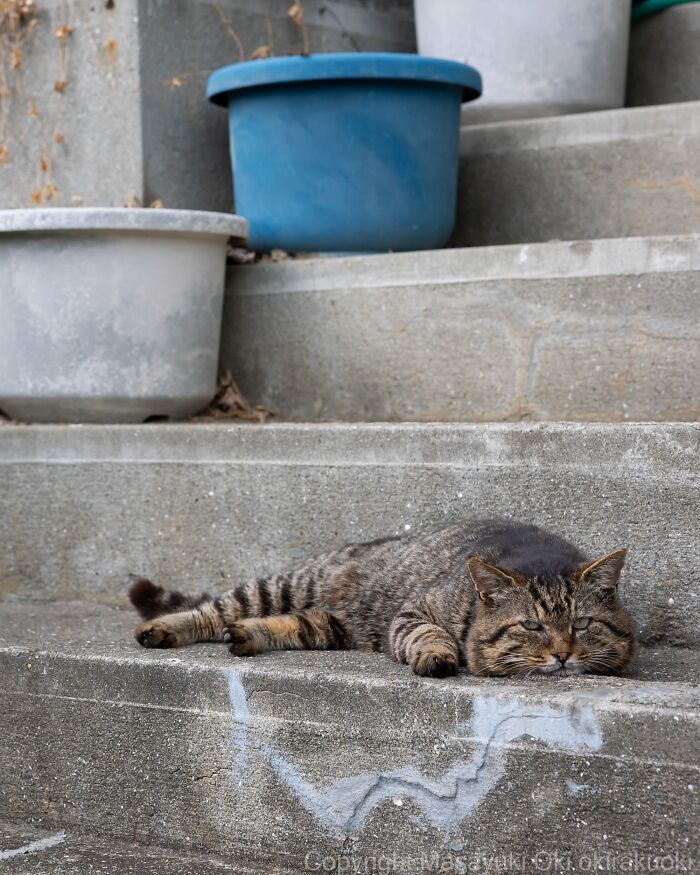 Wait, They Actually Took These? 40 Street Cats Posing Like They Own Japan
